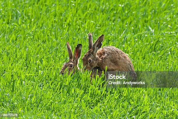 Inserción Hares Europea Foto de stock y más banco de imágenes de Apareamiento - Apareamiento, Liebre, Liebre marrón