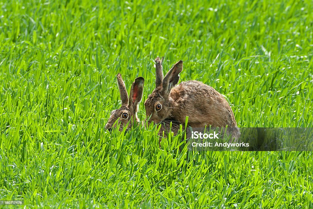 S'accoupler Hares européenne - Photo de Accouplement animal libre de droits