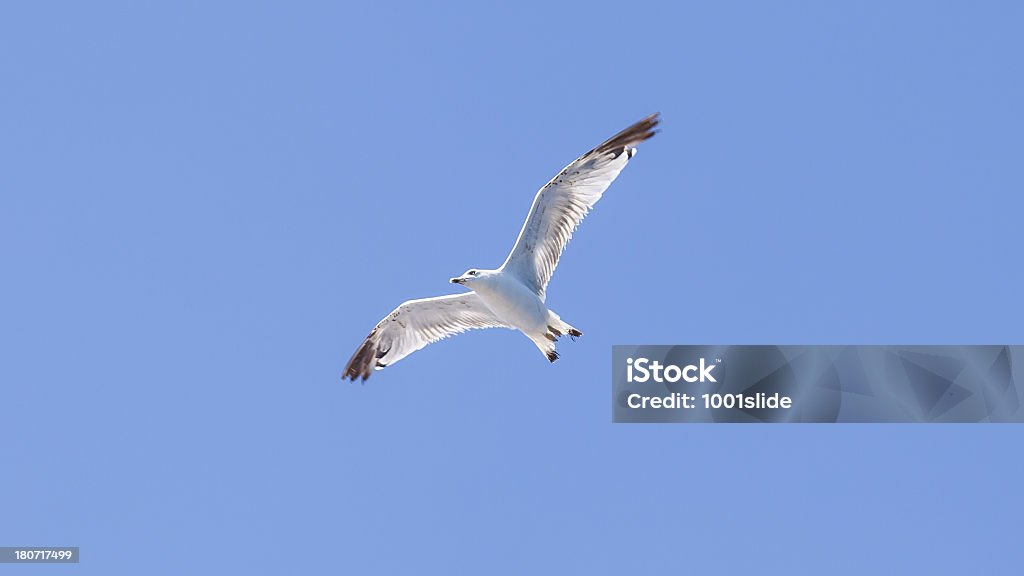 Gaviota volando - Foto de stock de Ala de animal libre de derechos