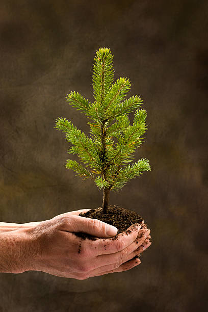 Young pine tree stock photo