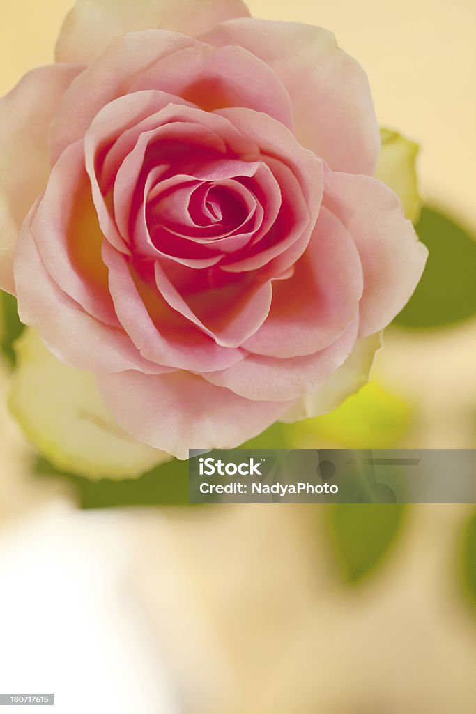 Rosas cor-de-rosa - Foto de stock de Amor royalty-free
