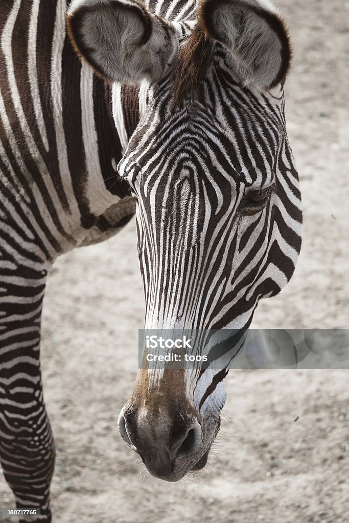 Close-up: Zebra Head Animal Stock Photo