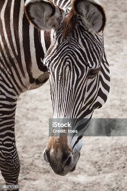 Closeup Zebra Head Stock Photo - Download Image Now - Animal, Animal Body Part, Animal Head