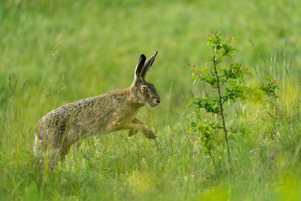 istock Hare running through grass field  - Lepus europaeus 1807178034