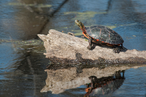 The red-eared slider or red-eared terrapin (Trachemys scripta elegans)