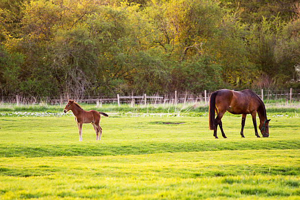 Grazing mare and his foals Grazing mare and his foals aufzucht stock pictures, royalty-free photos & images