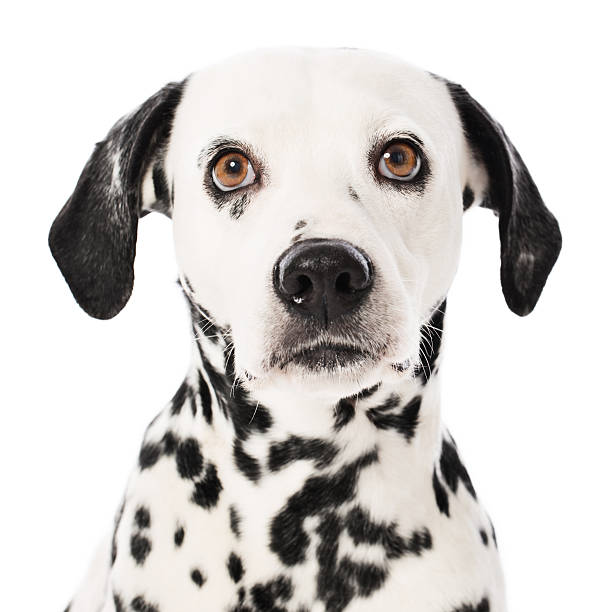 istock Portrait of a Dalmatian 180717914