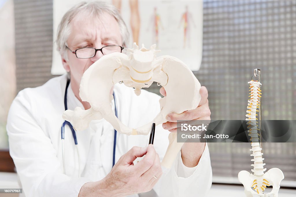 Doctor demonstrating pelvis "A mature medicine, pointing at os pubis of a female pelivis. He is demonstrating the diameter of the birth canal." 50-59 Years Stock Photo