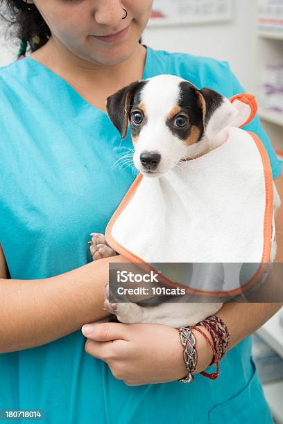 Baby Jack Russel - zdjęcia stockowe i więcej obrazów Dorosły - Dorosły, Fajny, Fotografika