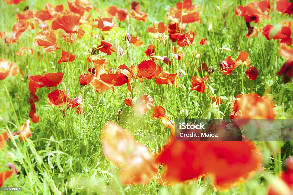 Poppies поле, зеленый и красный - Стоковые фото Без людей роялти-фри