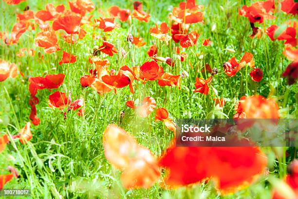 Poppies Поле Зеленый И Красный — стоковые фотографии и другие картинки Без людей - Без людей, Весна, Выборочная фокусировка