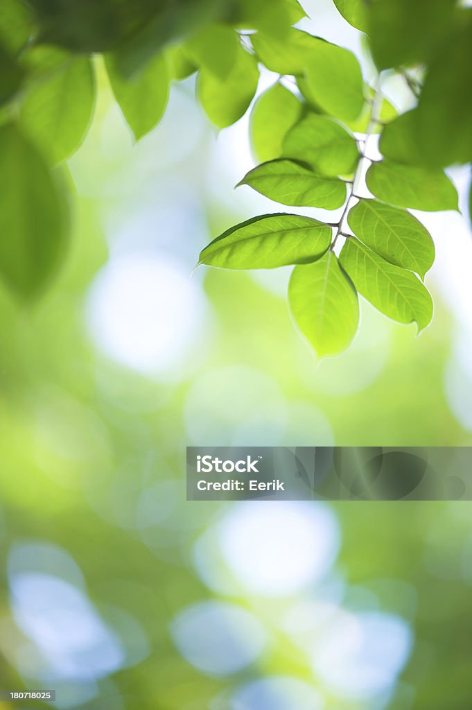 Green hojas - Foto de stock de Aire libre libre de derechos