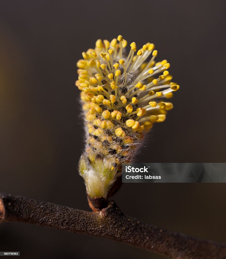 Frische Baum im Frühjahr Knospen. Ein neuer Anfang - Lizenzfrei Ast - Pflanzenbestandteil Stock-Foto