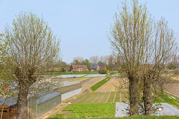 "View to the fields with lettuce in early springtime and greenhouse cultivation, was seen in Hamburg-Wilhelmsburg near the dykes to the Elbe River.For other Farming Pictures, please look here:"