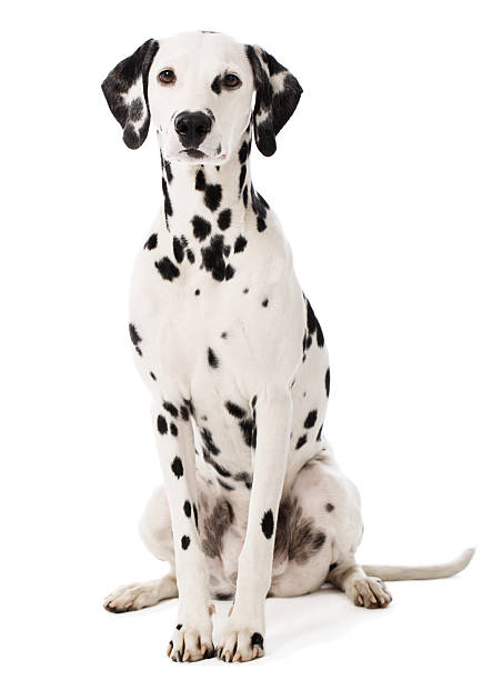 Portrait of a Dalmatian Portrait of a purebred Dalmatian dalmatian dog photos stock pictures, royalty-free photos & images