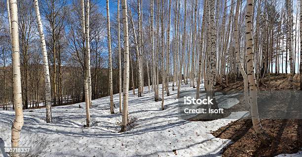 Spring Scene Stock Photo - Download Image Now - Agricultural Field, Altai Nature Reserve, Bare Tree