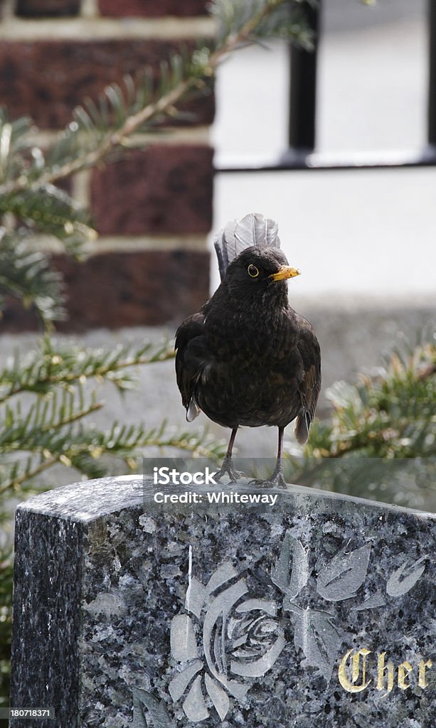 Europäische blackbird Turdus merula tail zur Seite neigen auf die gravestone - Lizenzfrei Amsel Stock-Foto