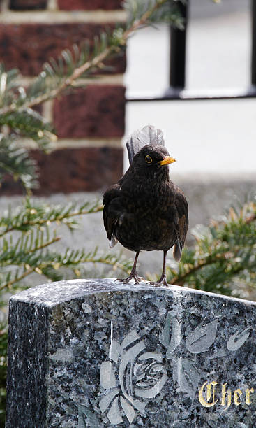 istock European blackbird Turdus merula tail cocked on gravestone 180718371