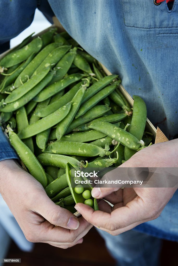 Organic Farmer With A Box of Fresh Picked Peas Close up of a farmer opening up a fresh pea pod. Box - Container Stock Photo