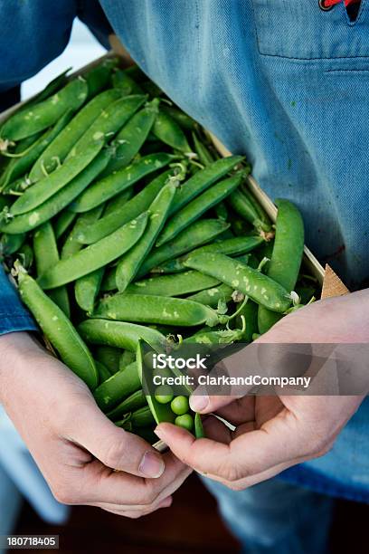 Organic Farmer With A Box Of Fresh Picked Peas Stock Photo - Download Image Now - Box - Container, Close-up, Color Image