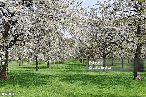 Kwitnących Kwiatów Umowy Z Owoców Drzewa - zdjęcia stockowe i więcej obrazów Hesbaye - Hesbaye, Belgia, Bez ludzi