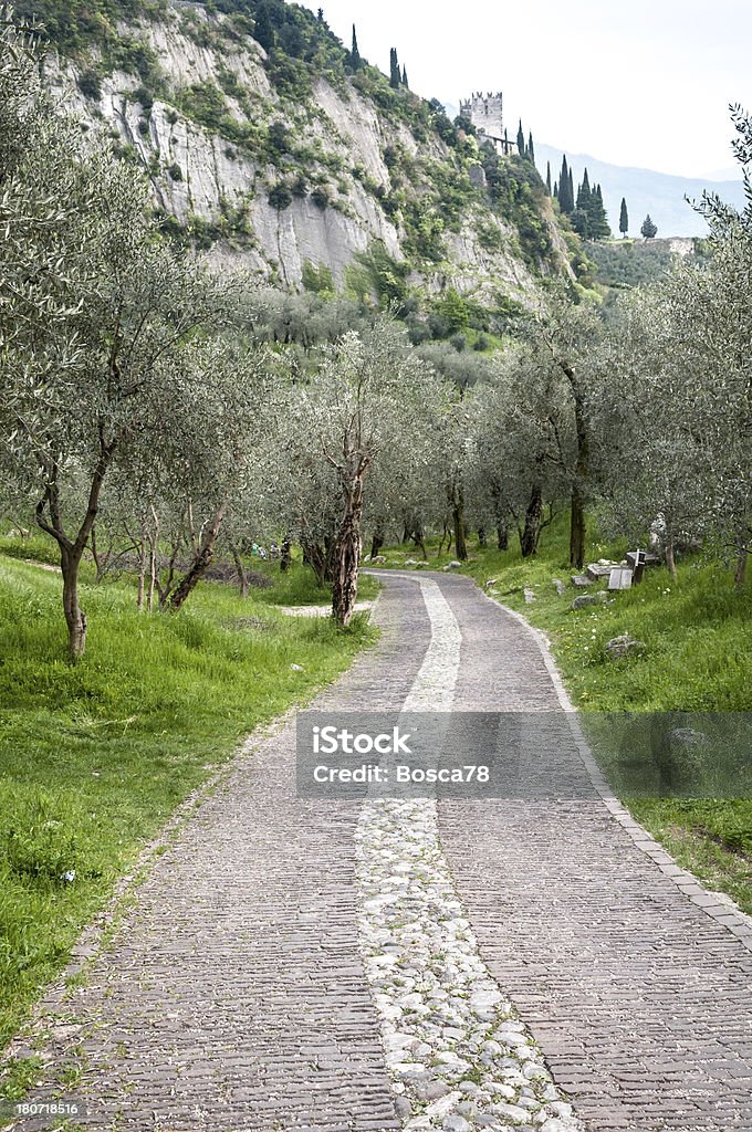Kamienne ścieżki między Drzewo oliwne pola - Zbiór zdjęć royalty-free (Arco - Górna Adyga)