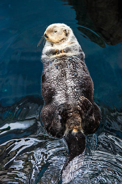 istock Sea otter Enhydra lutris 180718612