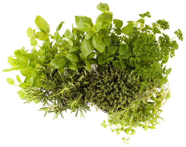 istock Herbs, Basil, Rosemary herb, Peppermint, Thyme, Parsley, Lemon balm, Marjoram 180718647