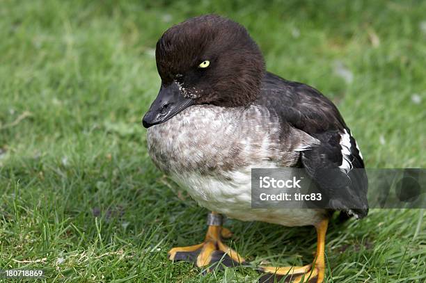 Foto de Olhos Brilhantes e mais fotos de stock de Andar como Pato - Andar como Pato, Animal, Ave Aquática