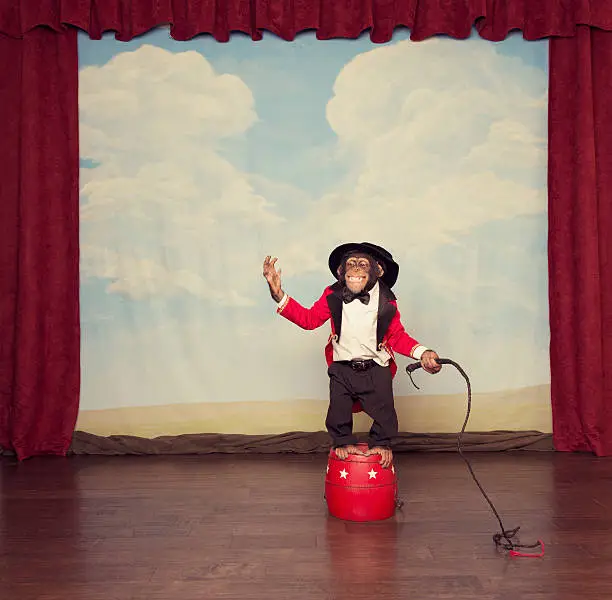 Photo of Young Chimpanzee Dressed as Circus Leader on Stage