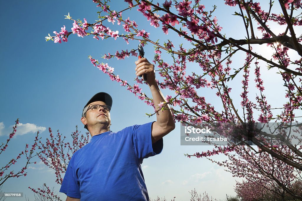 Обрезка Плодовое дерево - Стоковые фото Весна роялти-фри