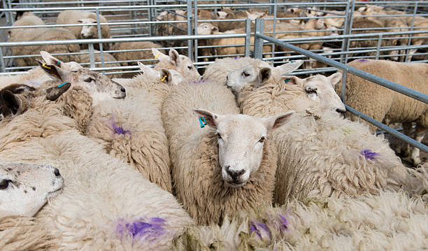 Sheep pen Pen full of sheep at a livestock market slaughterhouse photos stock pictures, royalty-free photos & images