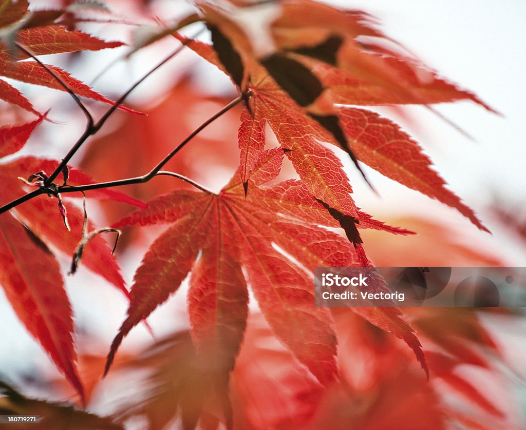 赤の葉 - まぶしいのロイヤリティフリーストックフォト