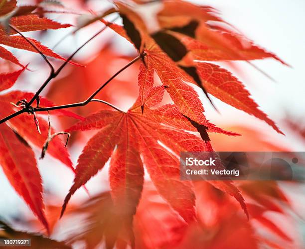 赤の葉 - まぶしいのストックフォトや画像を多数ご用意 - まぶしい, イラストレーション, オレンジ色