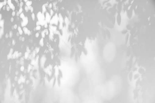 Abstract black and white Shadow of leaves background and textured