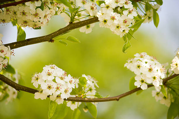 crataegus. - hawthorn flower spring single flower photos et images de collection