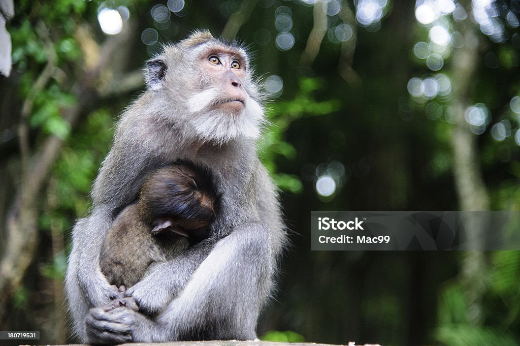 Ritratto di scimmia nel Tempio balinese - Foto stock royalty-free di Allattare - Mondo animale