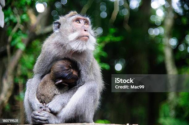 Ritratto Di Scimmia Nel Tempio Balinese - Fotografie stock e altre immagini di Allattare - Mondo animale - Allattare - Mondo animale, Ambientazione esterna, Ambiente