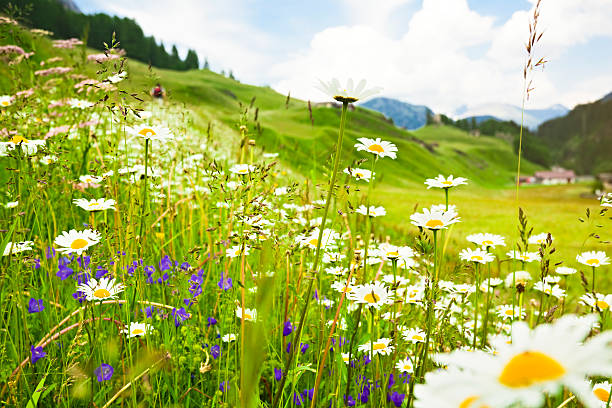 alpine meadow florecer - alpine meadow fotografías e imágenes de stock