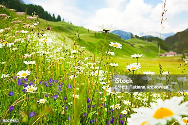 Альпийский Луг Блюминг — стоковые фотографии и другие картинки Цветок - Цветок, Швейцария, Луг