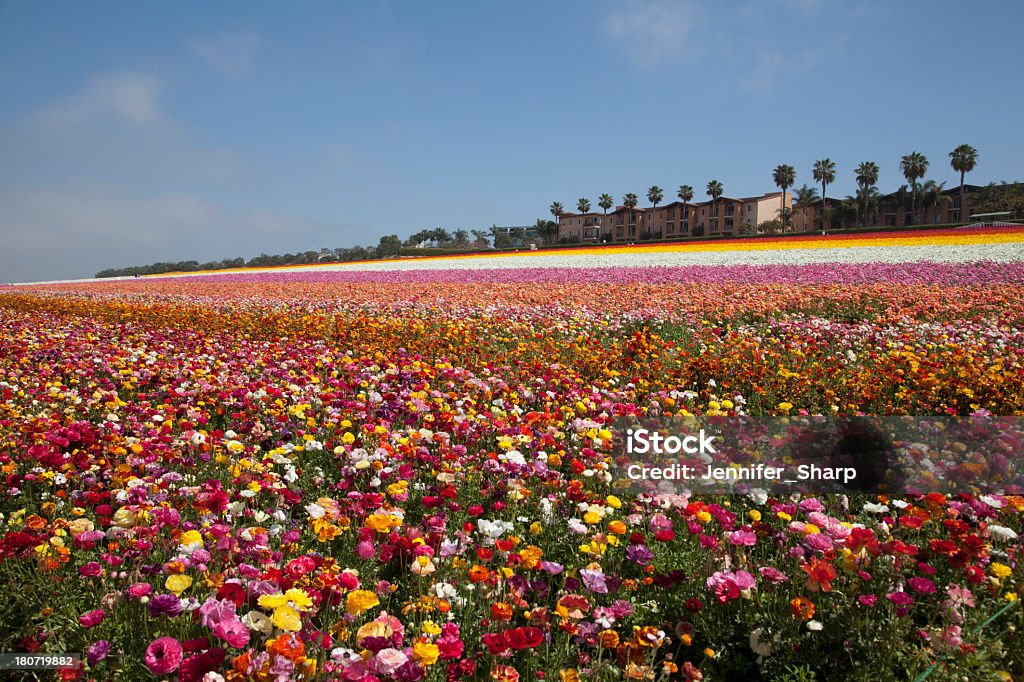 Campo di fiori di ranuncolo oscillante - Foto stock royalty-free di Aiuola