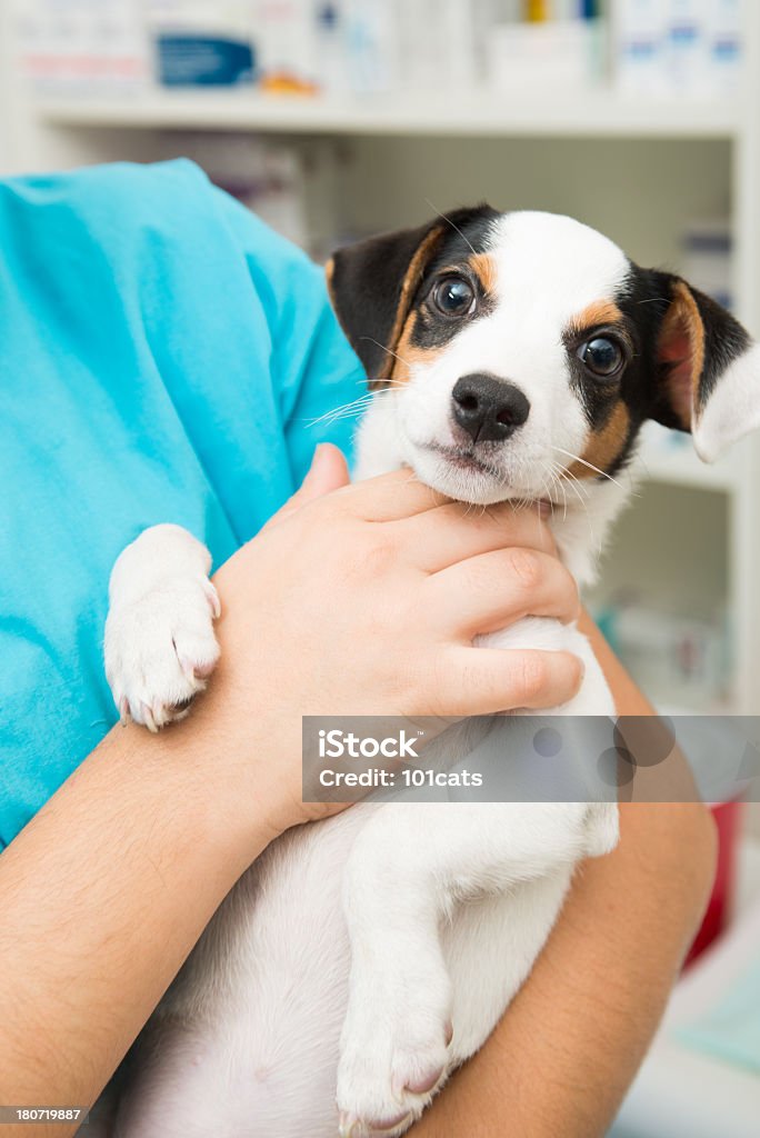 baby jack russel keeping the dog in the hands of woman veterinary in laboratory Adult Stock Photo