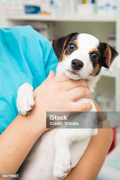 Baby Jack Russel Stock Photo - Download Image Now - Adult, Animal, Animal Hospital