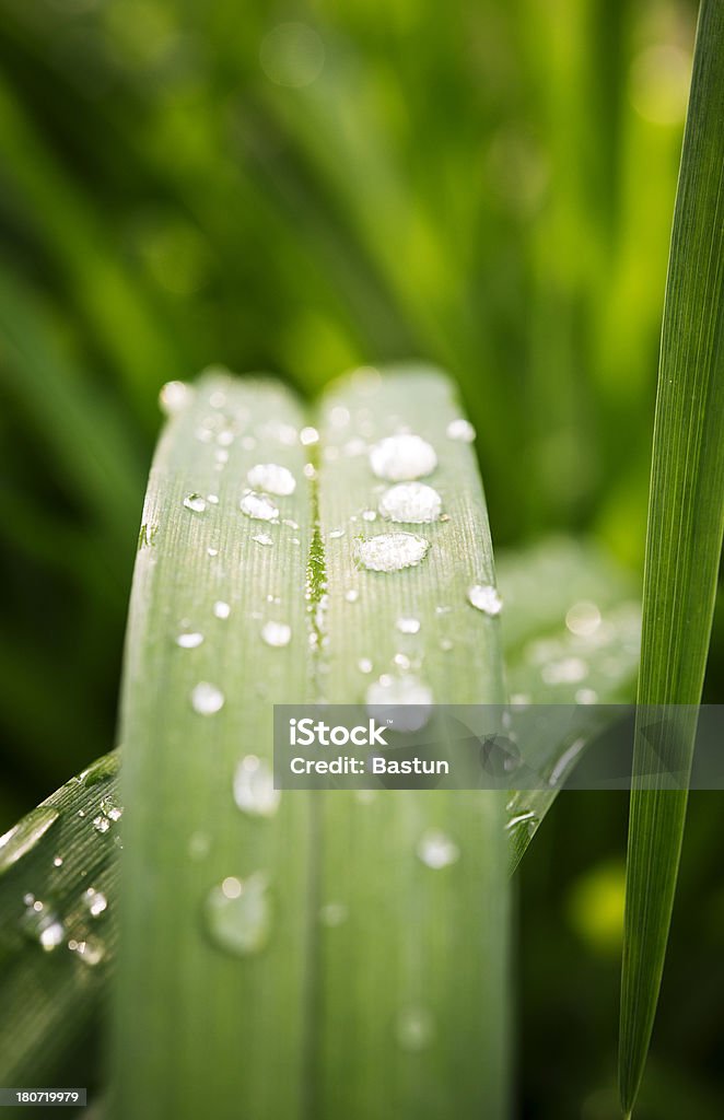 Gotas d'água na folha - Foto de stock de Beleza natural - Natureza royalty-free