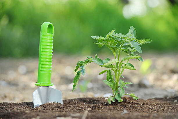 istock Tomato seddlings in garden 180720098