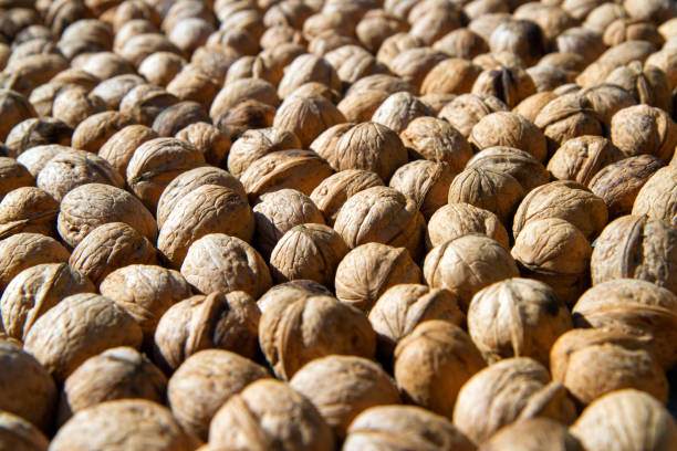 istock Lots of walnuts. Natural organic walnuts. 1807201114