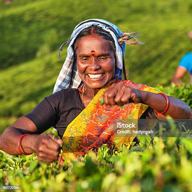 Tamil Pickers Recolher Folhas De Chá Na Plantação Sul Da Índia - Fotografias de stock e mais imagens de Cultura Indígena