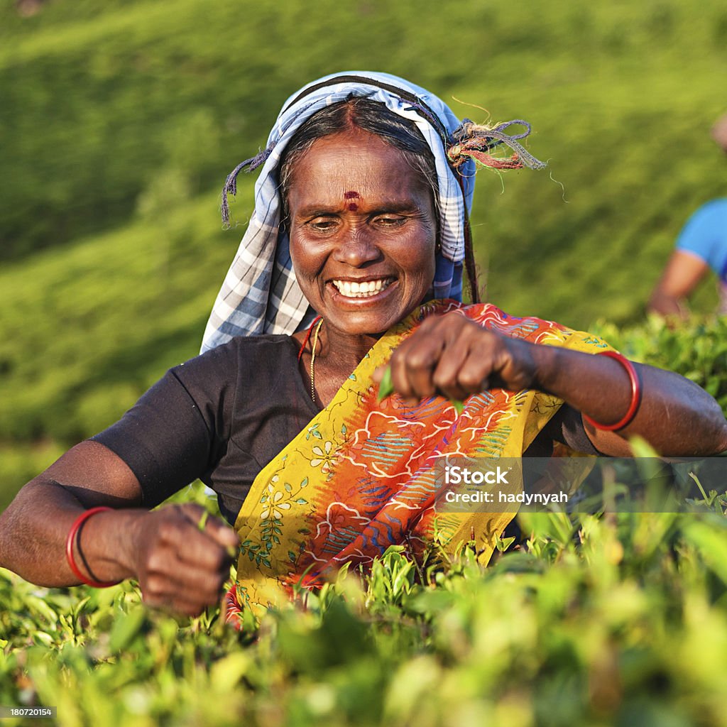 Тамилы pickers сбор чая листья на плантации, Южная Индия - Стоковые фото Аборигенная культура роялти-фри