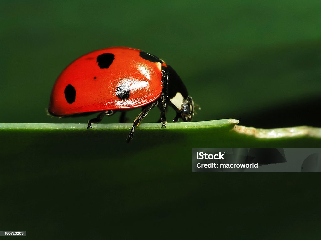 Coccinelle sur Feuille verte-gros plan - Photo de Coccinelle à sept points libre de droits