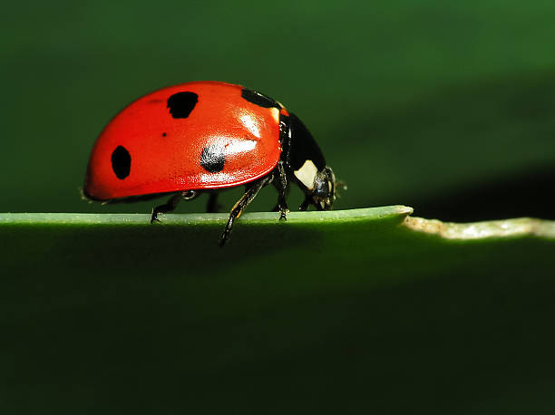 Ladybug on Green Leaf - Close up Ladybug on Green Leaf - Close up seven spot ladybird stock pictures, royalty-free photos & images